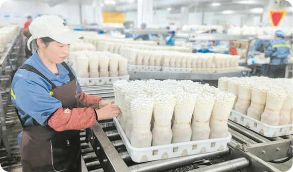 食用菌工廠化生產 科技賦能食品銷售新篇章